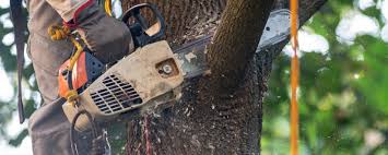 How Our Tree Care Process Works  in  Andrews, IN