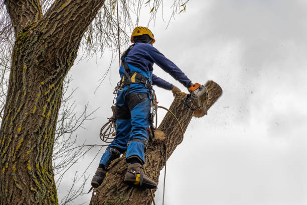 Reliable Andrews, IN  Tree Services Solutions